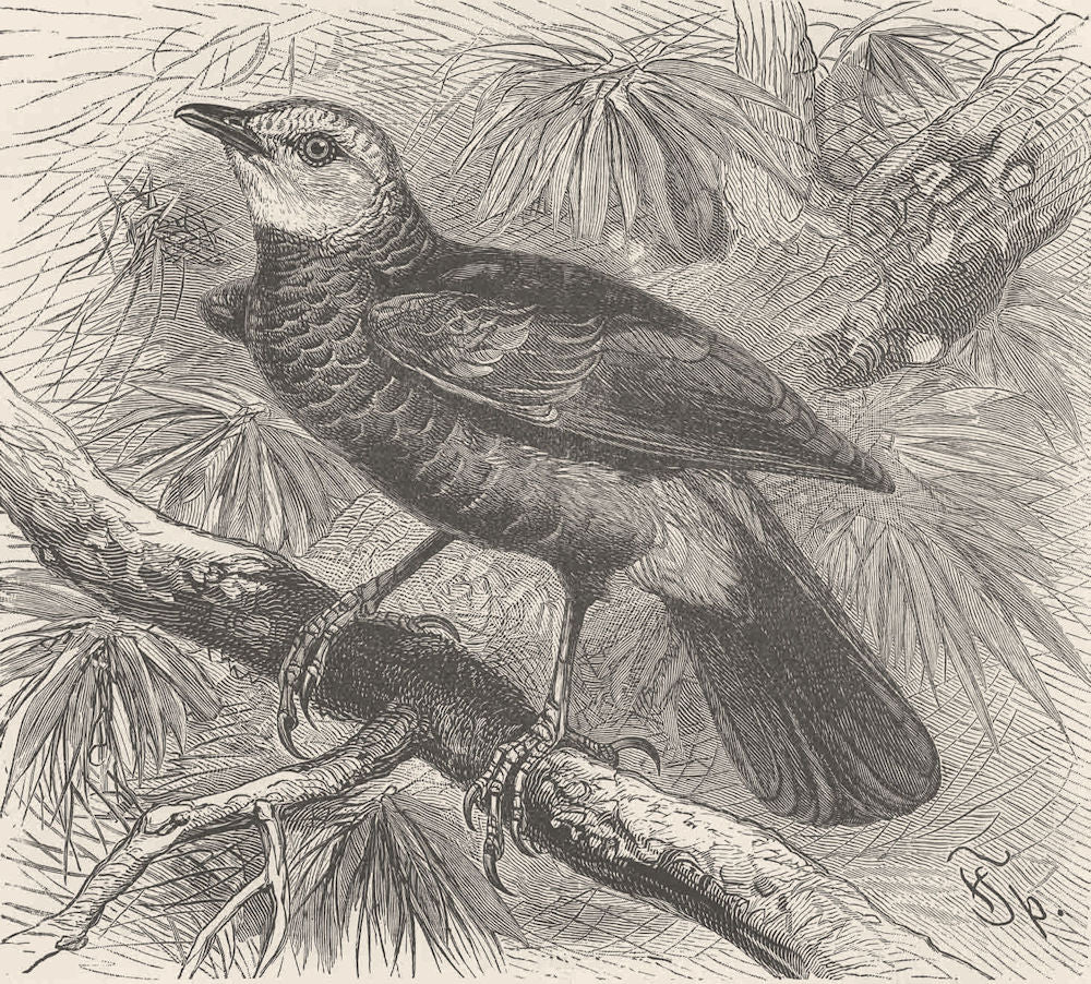 PERCHING BIRDS. Abyssinian babbler 1894 old antique vintage print picture